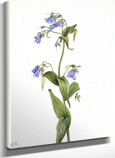 Western Bluebells (Mertensia Paniculata) By Mary Vaux Walcott