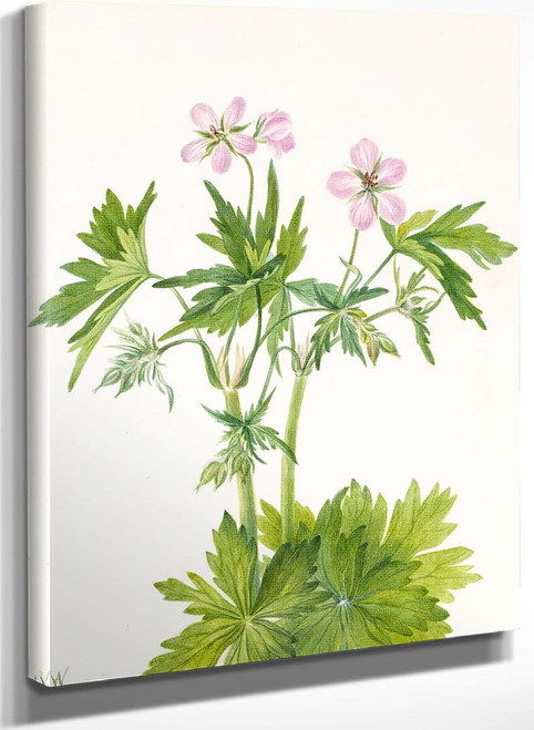 Western Cranesbill (Geranium Viscosissimum) By Mary Vaux Walcott