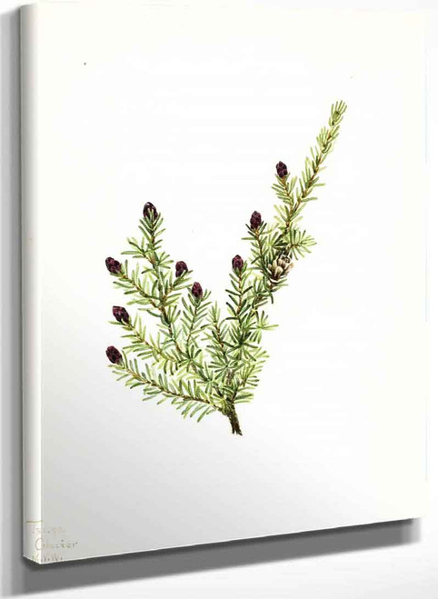 Western Hemlock (Tsuga Heterophylla) 1 By Mary Vaux Walcott
