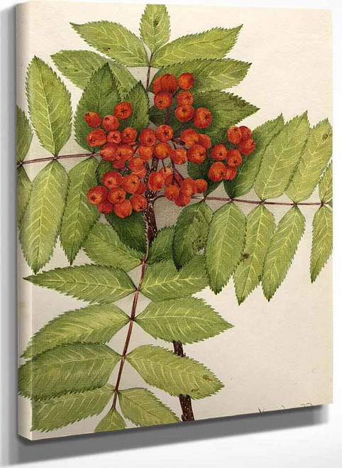 Western Mountain Ash (Sorbus Sambucifolia) By Mary Vaux Walcott