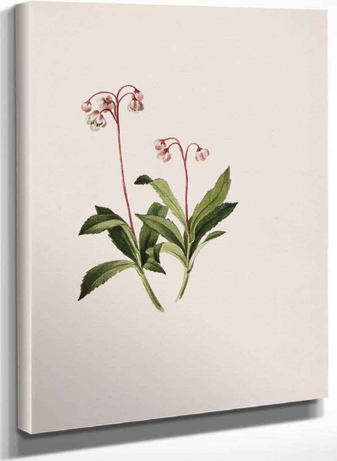 Western Pipsissewa (Chimaphila Umbellata) By Mary Vaux Walcott