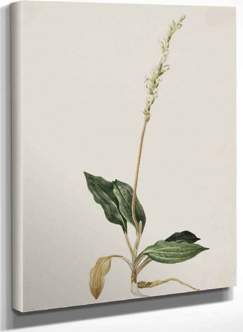 Western Rattlesnake Plantain (Peranium Decipiens) By Mary Vaux Walcott