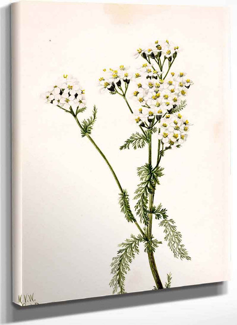 Western Yarrow (Achillea Lanulosa) By Mary Vaux Walcott