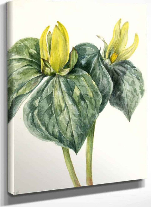 Whippoorwill Flower (Trillium Hugeri) By Mary Vaux Walcott
