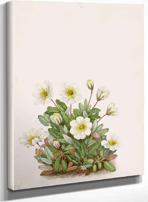 White Dryad (Dryas Octopetala) 1 By Mary Vaux Walcott