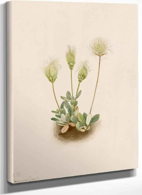 White Dryad (Dryas Octopetala) By Mary Vaux Walcott