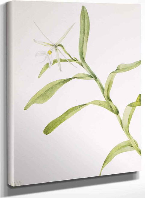 White Epidendrum (Epidendrum Nocturnum) By Mary Vaux Walcott