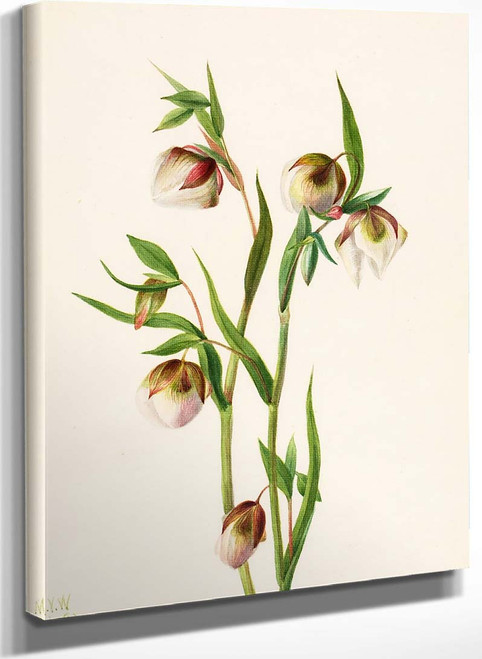 White Fairy Lantern (Calochortus Albus) By Mary Vaux Walcott