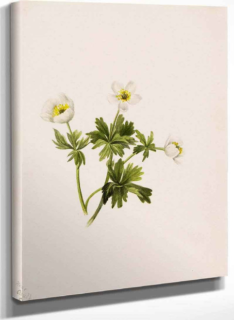 White Globeflower (Trollius Albiflorus) By Mary Vaux Walcott