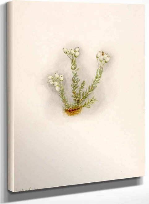 White Heather (Phyllodoce Grandiflora) By Mary Vaux Walcott