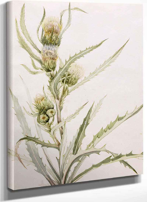 White Thistle (Cirsium Hookeranum) By Mary Vaux Walcott
