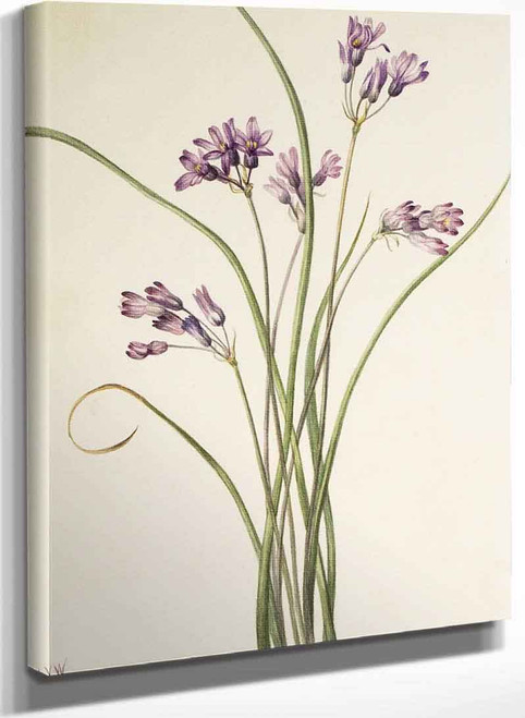 Wild Hyacinth (Brodiaea Pulchella) By Mary Vaux Walcott