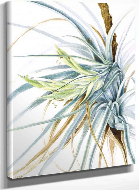 Wild Pineapple (Tillandsia Fasciculata) By Mary Vaux Walcott