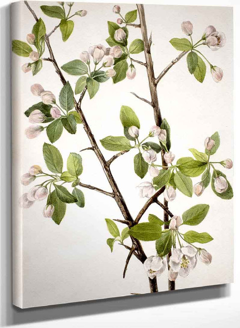Wild Sweet Crab (Malus Coronaria) By Mary Vaux Walcott