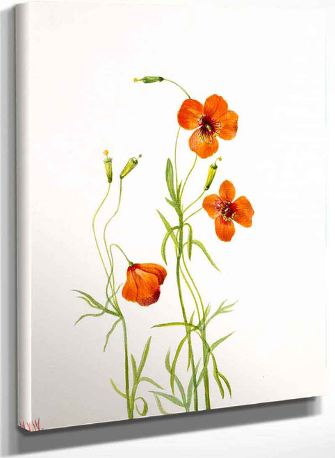 Wind Poppy (Stylomecon Heterophylla) By Mary Vaux Walcott