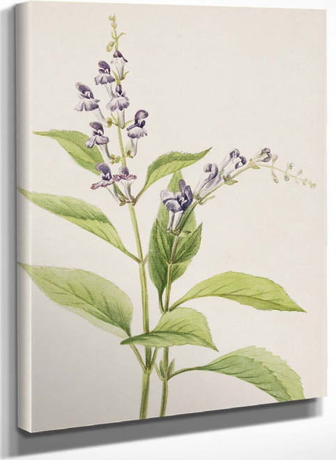 Wood Skullcap (Scutellaria Serrata) By Mary Vaux Walcott