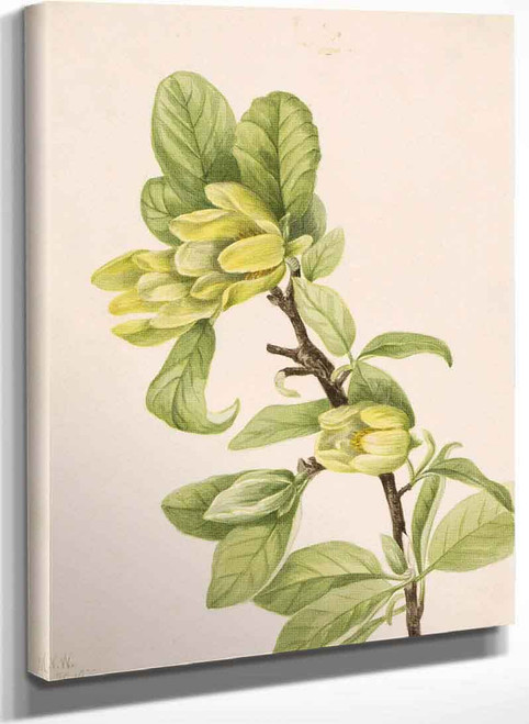 Yellow Cucumbertree (Magnolia Cordata) By Mary Vaux Walcott
