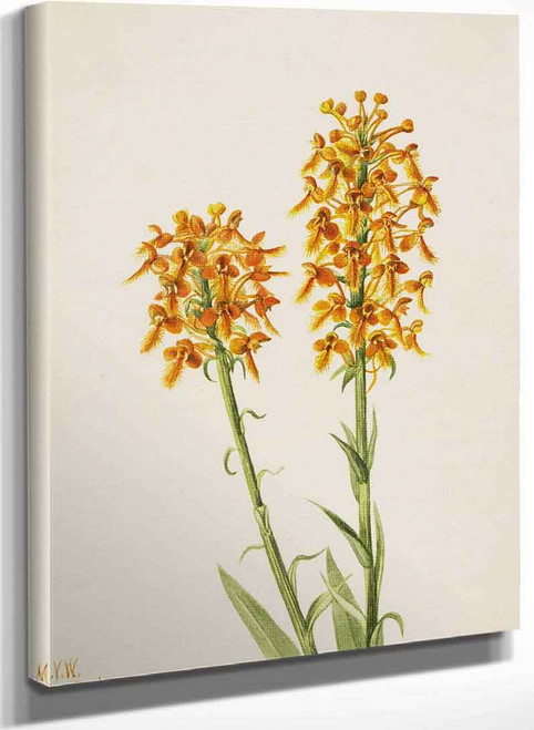 Yellow Fringe Orchid (Habenaria Ciliaris) By Mary Vaux Walcott