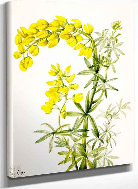 Yellow Lupine (Lupinis Arboreus) By Mary Vaux Walcott