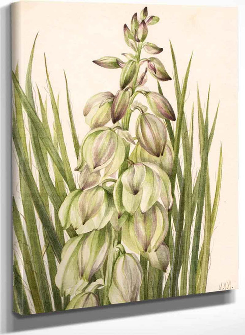 Yucca (Yucca Baileyi) By Mary Vaux Walcott