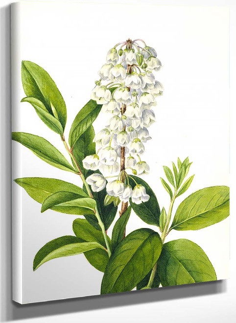 Zenobia (Zenobia Cassinifolia) By Mary Vaux Walcott