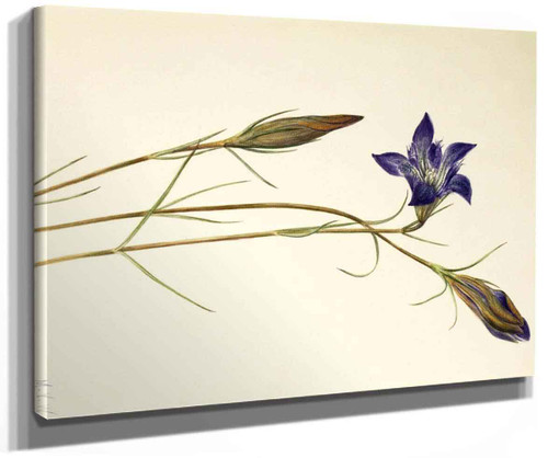 Pinebarren Gentian (Gentiana Porphyrio) By Mary Vaux Walcott