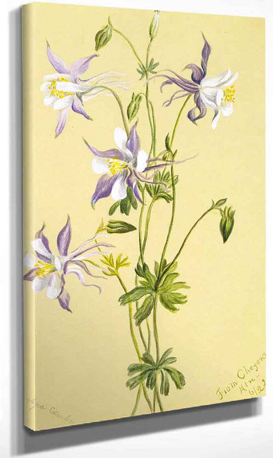 Blue Columbine (Aquilegia Caerulea) By Mary Vaux Walcott