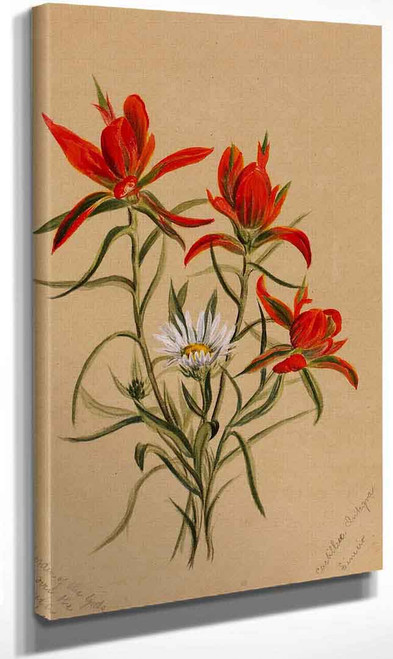 Indian Paintbrush (Castilleja Rhexifolia) By Mary Vaux Walcott