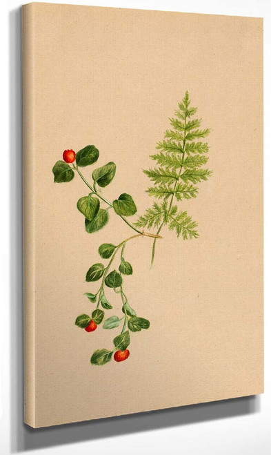 Partridgeberry (Mitchella Repens) By Mary Vaux Walcott