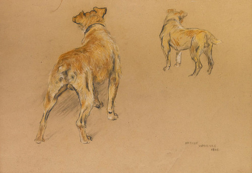 Studies Of A Terrier From Behind by Arthur Wardle