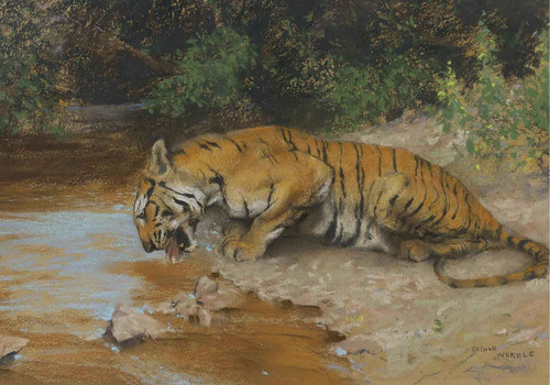 Tiger Drinking by Arthur Wardle