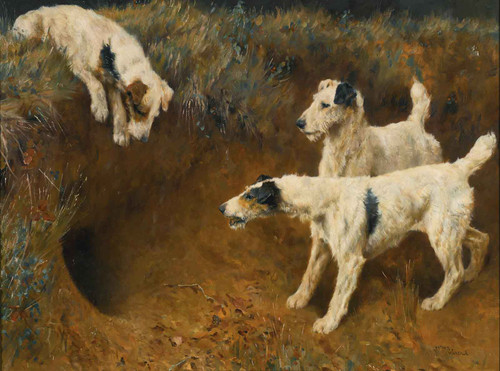 Wire Fox Terriers By A Badger Set by Arthur Wardle