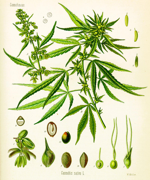 Cannabis Sativa (Kohler) by Hermann Adolph Kohler