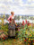 Maria On The Terrace With A Bundle Of Grass By Daniel Ridgway Knight By Daniel Ridgway Knight