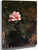 Pink Rose By Dennis Miller Bunker