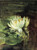 Single Water Lily In Sunlight By John La Farge By John La Farge