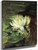 Single Water Lily In Sunlight By John La Farge By John La Farge