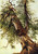 Study Of A Cedar By David Johnson