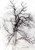 Study Of A Tree By William Trost Richards