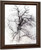 Study Of A Tree By William Trost Richards