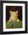 The Cat By Henri De Toulouse Lautrec