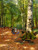 The Woodland Glade By Peder Mork Monsted