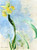 Yellow Iris By Claude Oscar Monet