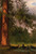 Yosemite Camp Kitchen By Albert Bierstadt Yosemite Camp Kitchen By Albert Bierstadt