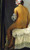 La Grande Baigneuse By Jean Auguste Dominique Ingres By Jean Auguste Dominique Ingres