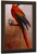 Study Of A Parrot By George Vicat Cole