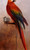 Study Of A Parrot By George Vicat Cole