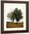 A Study Of Trees By John Frederick Kensett By John Frederick Kensett