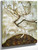 A Tree In Late Autumn By Egon Schiele By Egon Schiele