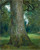 Study Of The Trunk Of An Elm Tree By John Constable By John Constable